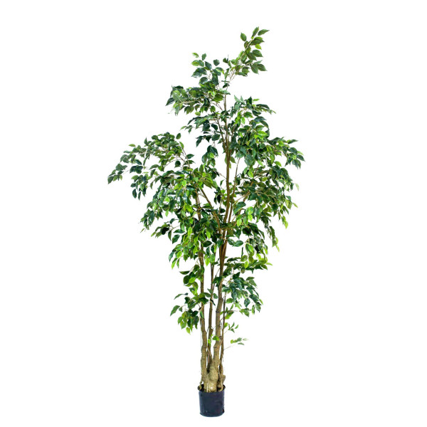 Artificial Ficus Benjamina h240