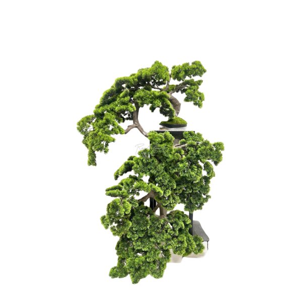 Bonsai Cascade with Long Needles H160