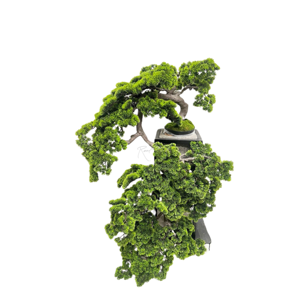 Bonsai Cascade with Long Needles H140