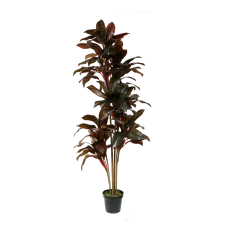 Cordyline Shrub H170