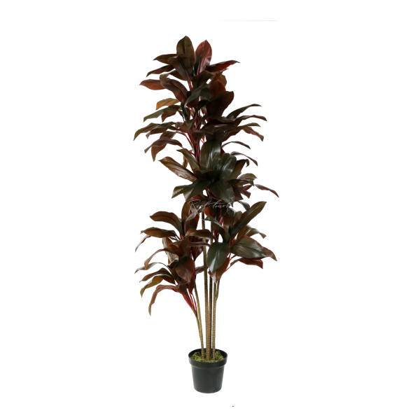 Cordyline Shrub H170