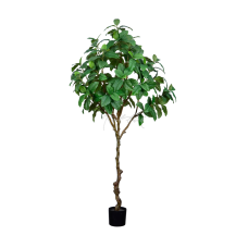 Ficus H210