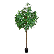 Ficus H240