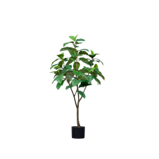 Ficus H120