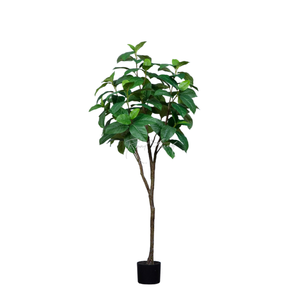 Ficus H150