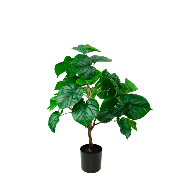 Ficus Linden H76