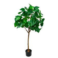 Ficus Linden H125