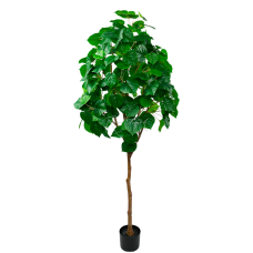 Ficus Linden H190
