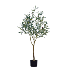 Olive Tree H115