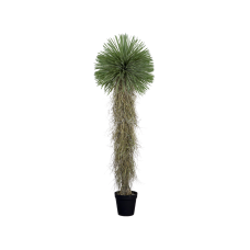 Yucca Rostrata In Pots H210