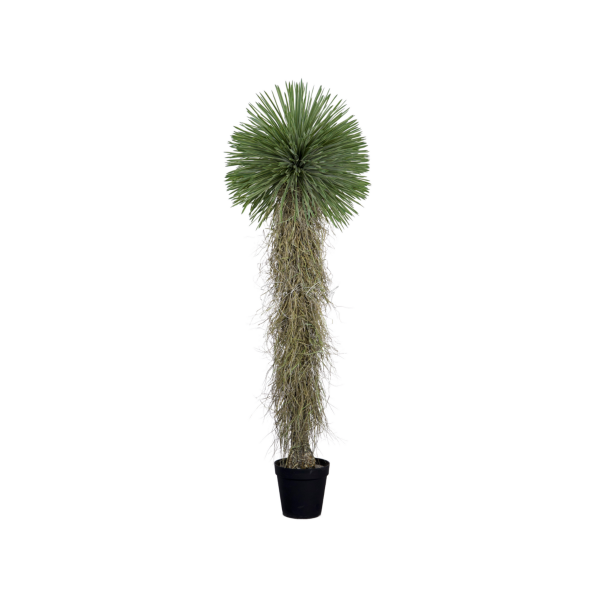 Yucca Rostrata In Pots H210