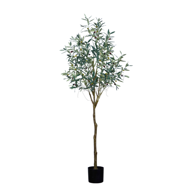 Olive Tree