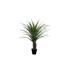 Palm Pandanus Veitchii H140