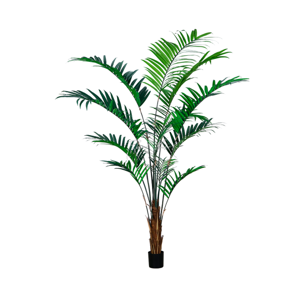 Kentia Palm H240