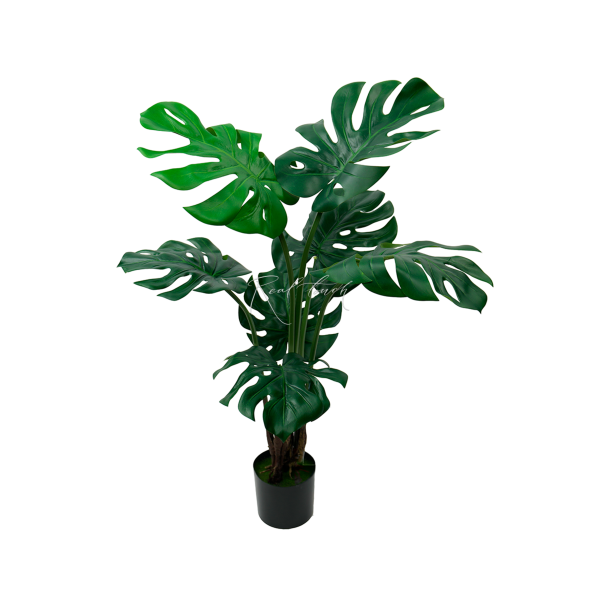 Monstera Bush In The Planters H100