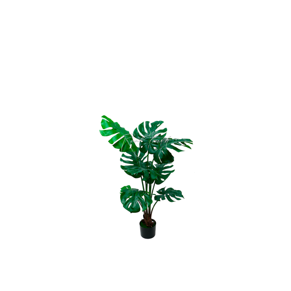 Monstera Bush In The Planters H120