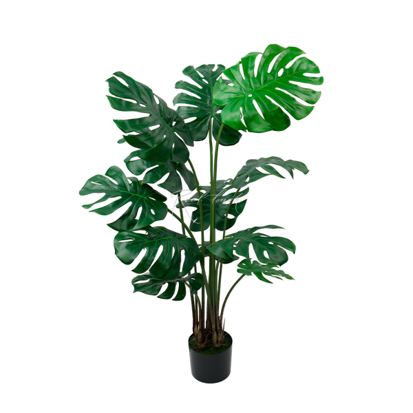 Monstera Bush In The Planters H135