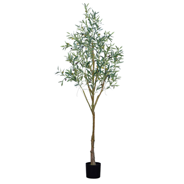 Olive Tree