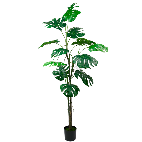 Monstera Bush In The Planters H200