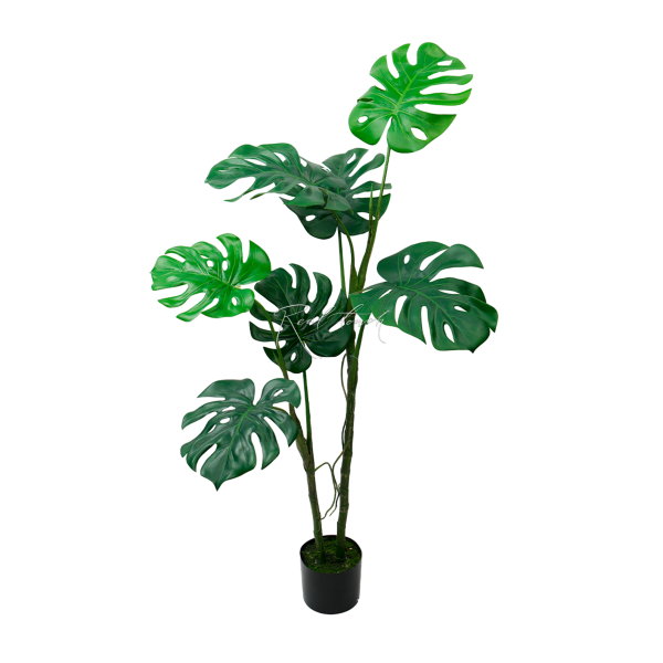 Monstera Liana In The Planters H130