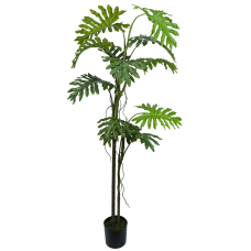 Philodendron Biconvex Liana H200