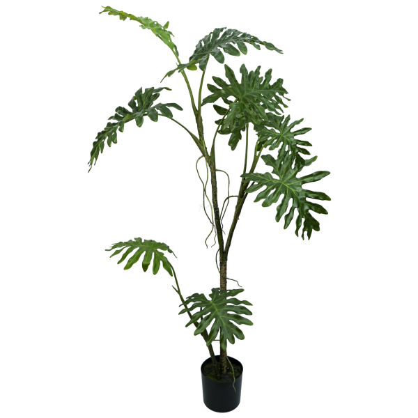 Philodendron Biconvex Liana H168