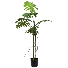 Philodendron Biconvex Liana H130