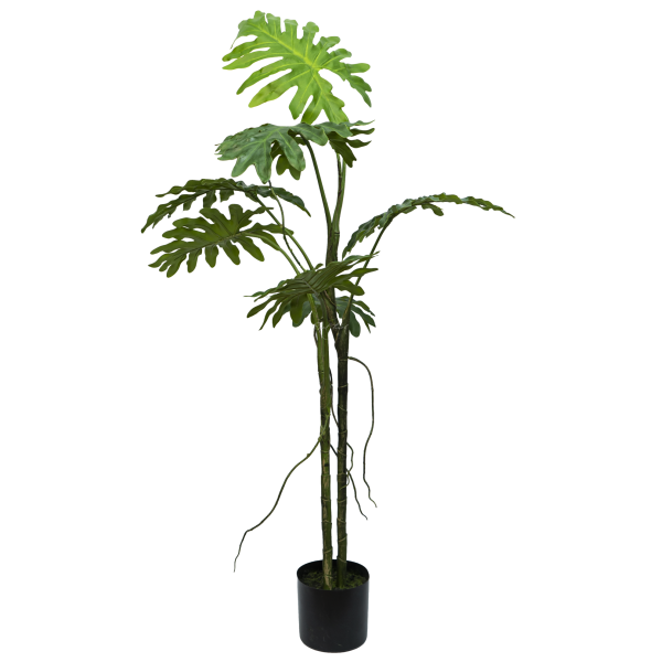 Philodendron Biconvex Liana H130