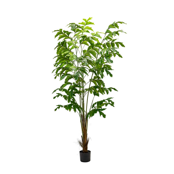 Philodendron Biconvex Liana H180