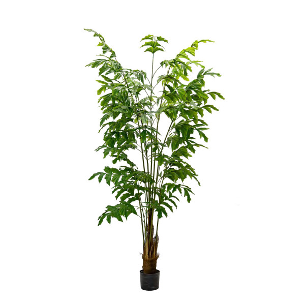 Philodendron Biconvex Liana H210