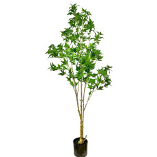 Philodendron Biconvex Liana H170