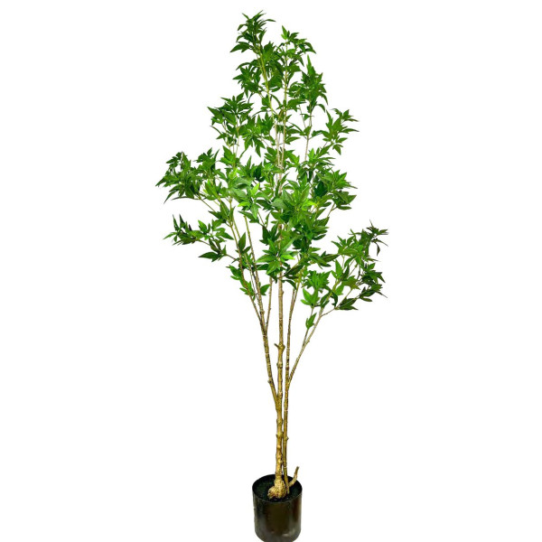 Philodendron Biconvex Liana H170