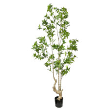 Philodendron Biconvex Liana H190