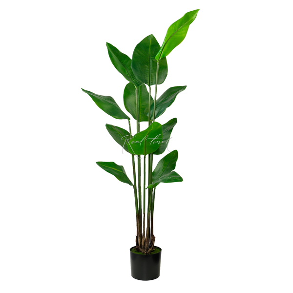 Strelitzia Nicolai Wild Banana Bush H150