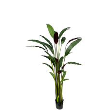 Artificial Calathea Rufibarba H160