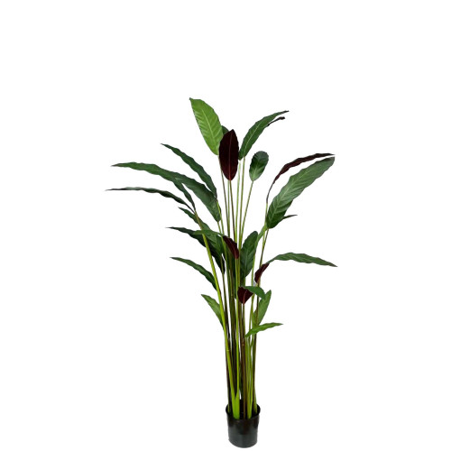 Artificial Calathea Rufibarba H160