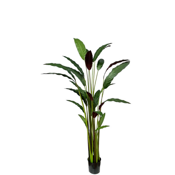Artificial Calathea Rufibarba H160