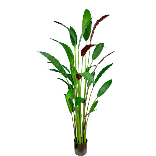 Artificial Calathea Rufibarba H180