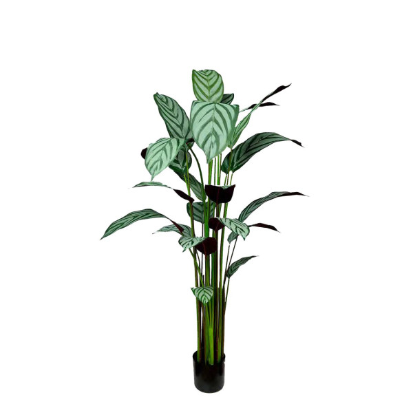 Artificial Calathea Freddie Bush H160