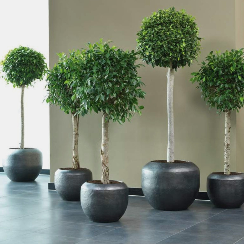 Artificial Plants & Trees