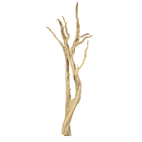 Ghostwood sand blasted branchy, 150-175 cm