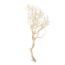 Manzanita sand blasted branchy, 150-175 cm