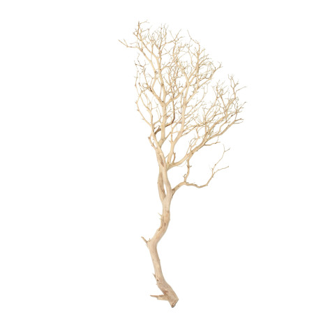 Manzanita sand blasted branchy, 150-175 cm