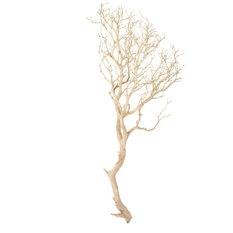 Manzanita sand blasted branchy, 180-200 cm