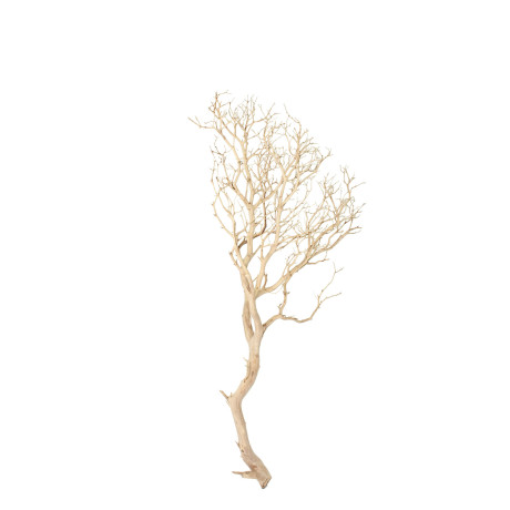 Manzanita sand blasted branchy, 90-100 cm