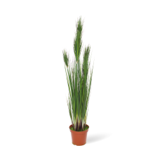 Bulbous grass artificial plant, densely grown, 152 cm, green