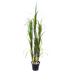 Sugar cane - Saccharum officinarum artificial plant, 180 cm