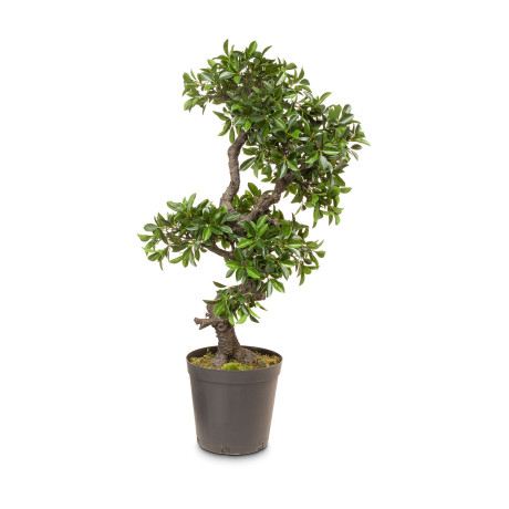 Chinese fig tree, ficus bonsai artificial plant, 107 cm