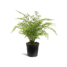 Maidenhair fern Adiantum capillus-veneris Artificial plant, 90 cm