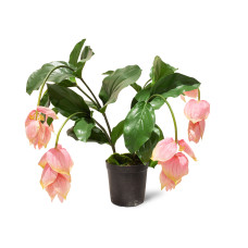 Medinilla Kunstpflanze, 66 cm